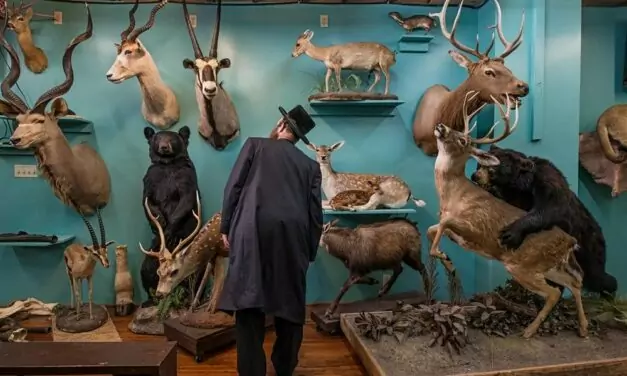 LAS TRES “T”: TAXIDERMIA, TÍTERES,  TEATRALIDAD. Por Damià Barbany